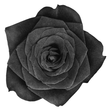 Rose black