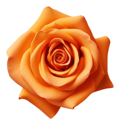 Rose orange