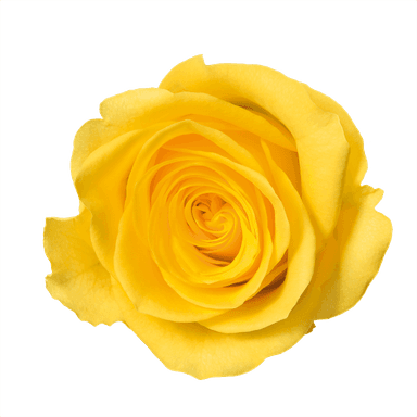 Rose yellow