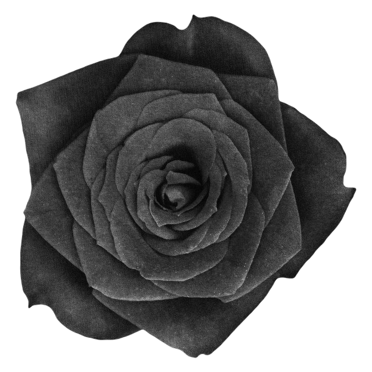 Rose black