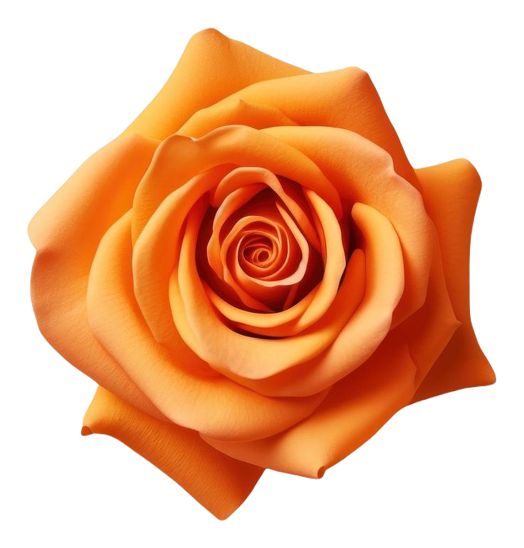 Rose orange