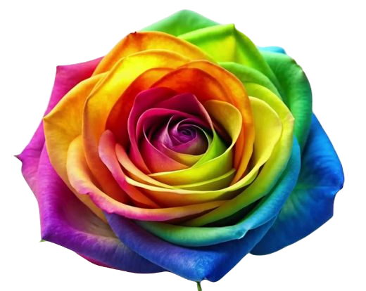 Rose rainbown