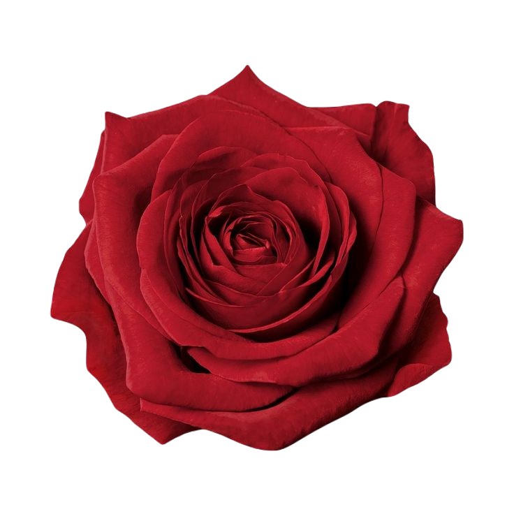Rose red