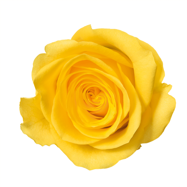 Rose yellow